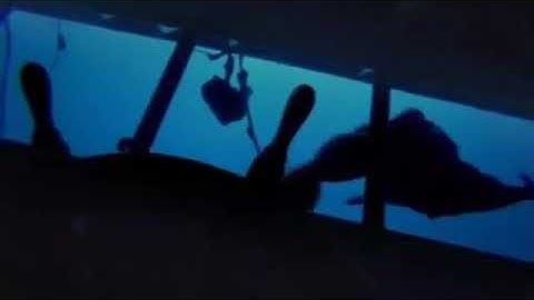 Cá nhà táng và mực khổng lồ   cuộc chiến hai “quái vật” to lớn của đại dương