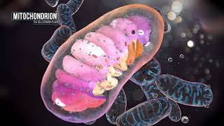 Neurotris 2D Video Vs4
