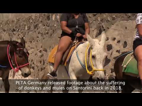 Donkey and Mule Abuse on Santorini Continues: Ban Donkey Rides on Santorini!