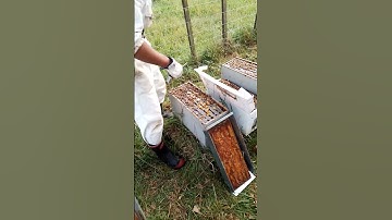 Mites treatment with Apivar to strong nucs#short