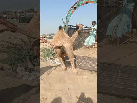 يقوم الناس بتحميل الجمال في العربات بجهدهم الشاق