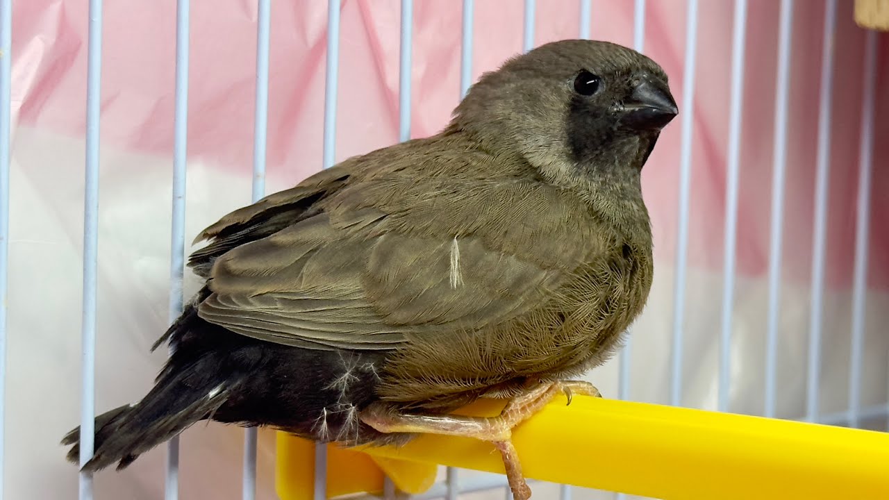 Wow the first charcoal finch bird baby came out finch bird breeding tips and tricks