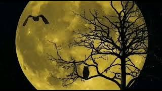 backsound horor burung hantu & gagak (bico story dll)