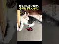 怯えていた子猫が、今では甘えん坊に! #動物 #猫 #可愛い猫 #可愛い