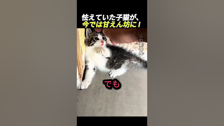 怯えていた子猫が、今では甘えん坊に！                  #動物 #猫 #可愛い猫 #可愛い