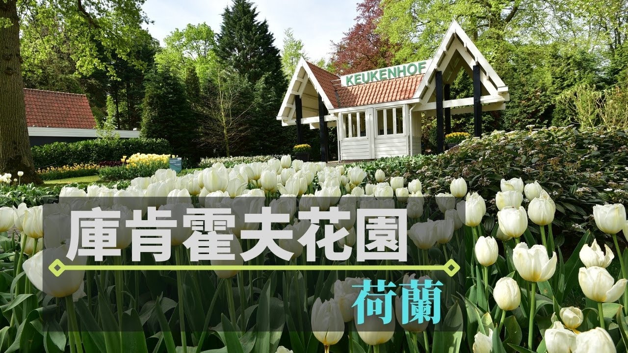 庫肯霍夫花園鬱金香自由行|阿姆斯特丹出發一日遊、自行車遊花田與交通攻略