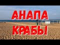 #АНАПА - НАШЕСТВИЕ КРАБОВ - УТРО НА МОРЕ