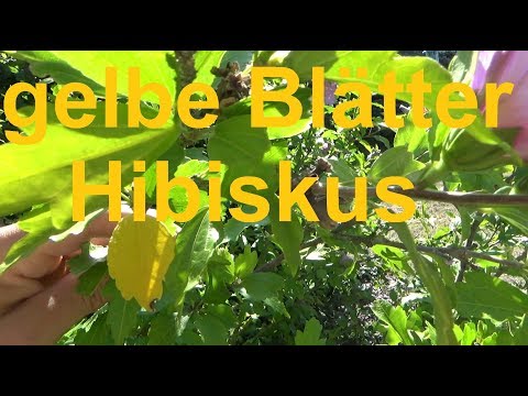 Video: Chinesische Rosenblätter Werden Gelb Und Fallen: Was Tun, Wenn Indoor-Hibiskus In Einem Topf Verwelkt? Aus Welchen Gründen Lässt Er Im Winter Blätter Fallen? Feinheiten Der Häuslic