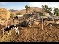 El fantasma - La historia de un ranchero (corridos)