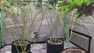 new genetics week 8 flower, MarsHydro TSW2000, HIGHIGANCUP update.