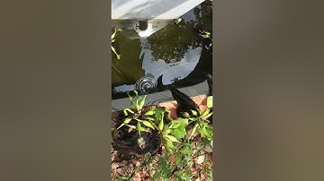 Kinh hoàng trứng nòng nọc con cóc nó đẻ dưới hồ cá