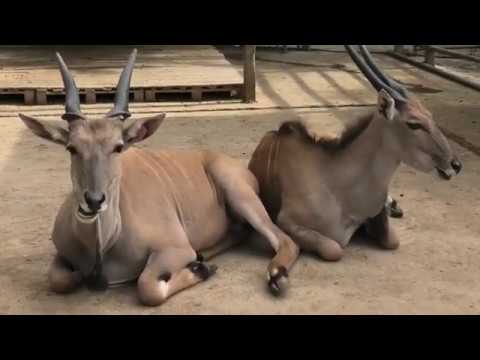 Гламурные антилопы Канна! БахчисарайскийЗоо Крым Glamorous antelopes of Kanna BakhchisarayZoo Crimea