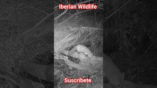 Download Lagu Garduña (Martes foina) tuerta merodea entre una maraña de ramas y troncos traídos por las crecidas. MP3