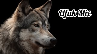 Grauer Wolf am Horizont (Ufuk Mix)