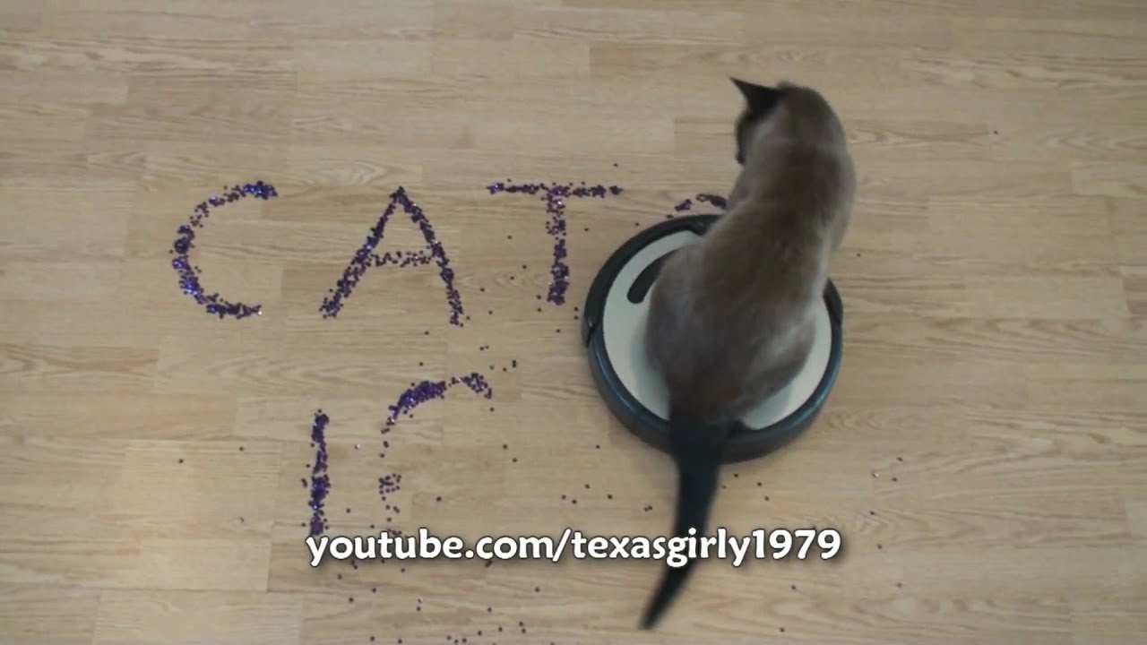 youtube roomba cat
