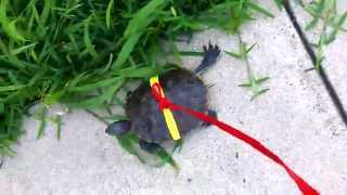 Taking Turtle for a walk