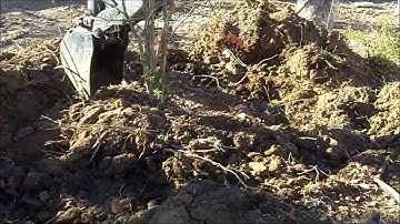 Tree Transplant Project - Excavator Style