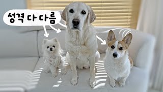 Puppy personality test with problem solving! All three are different