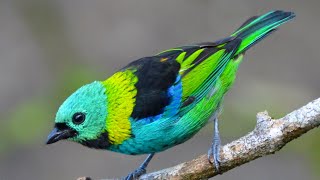 Green Headed Tangara Breeding  Green Headed Amazing Info  Animal And Pets