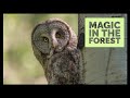 A Magical Forest and a Great Gray Owl - Wildlife Photography in the Tetons