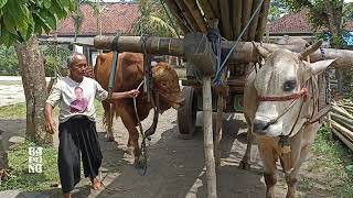 ox cart carrying bamboo