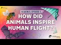view How Did Animals Inspire Human Flight? - STEM in 30: Season 8, Episode 4 digital asset number 1