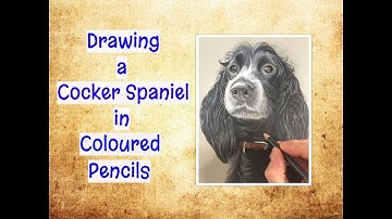 Drawing a Cute Cocker Spaniel Dog in Coloured Pencils. Animal Art Time-Lapse