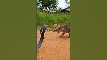 🙀Cats in Danger: Cobra Attack!🤬🙀 #Cat #Cute #shorts #viralvideo #fyp #usa #trending #Viral #AI