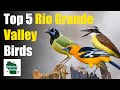 Top 5 common birds to find in the rio grande valley