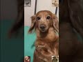 #funnyvideo