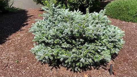 Dwarf Conifers in a Beautiful Garden July 10, 2020