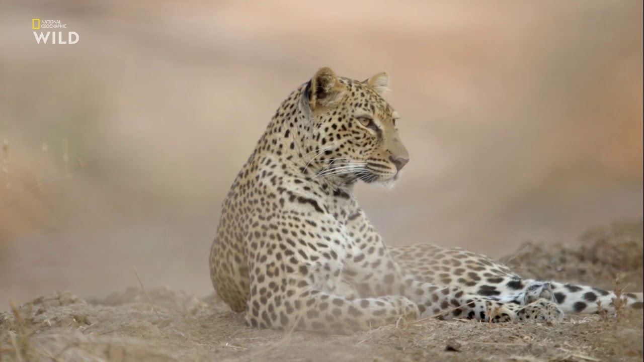 ⁣Африканские охотники 3 сезон 4 серия - Леопард, который сменил цвет своих пятен