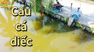 Câu cá diếc đầu mùa. Cách pha mồi và kỹ thuật câu cá diếc cơ bản | Phú Hải Fishing