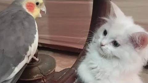 Video 8808161: cat fight, fight funny