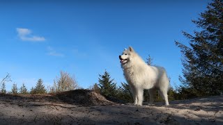 Why Samoyeds Have Amazing Endurance: What You Need to Know by Samoyed USA 216 views 2 months ago 3 minutes, 32 seconds