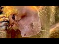 Я осталась ОДНА с гамадрилами, хотела поснимать,но Люся со Степой ДЕРУТСЯ так,что пришлось вмешаться