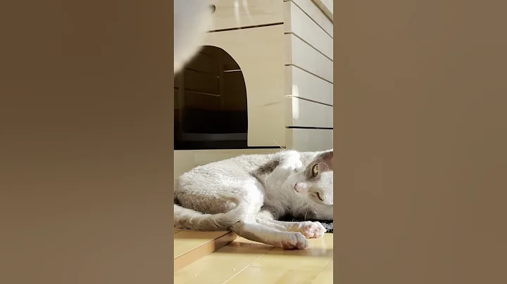 Watch the video about Sun Loving Cornish Rex Cat Griswald Steals the Spotlight! 🌞