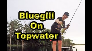 Bluegill on Topwater?! | Berkley Bullet Pop