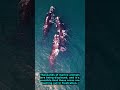 Why orcas have started sinking yachts off the coast of Eu... #Shorts