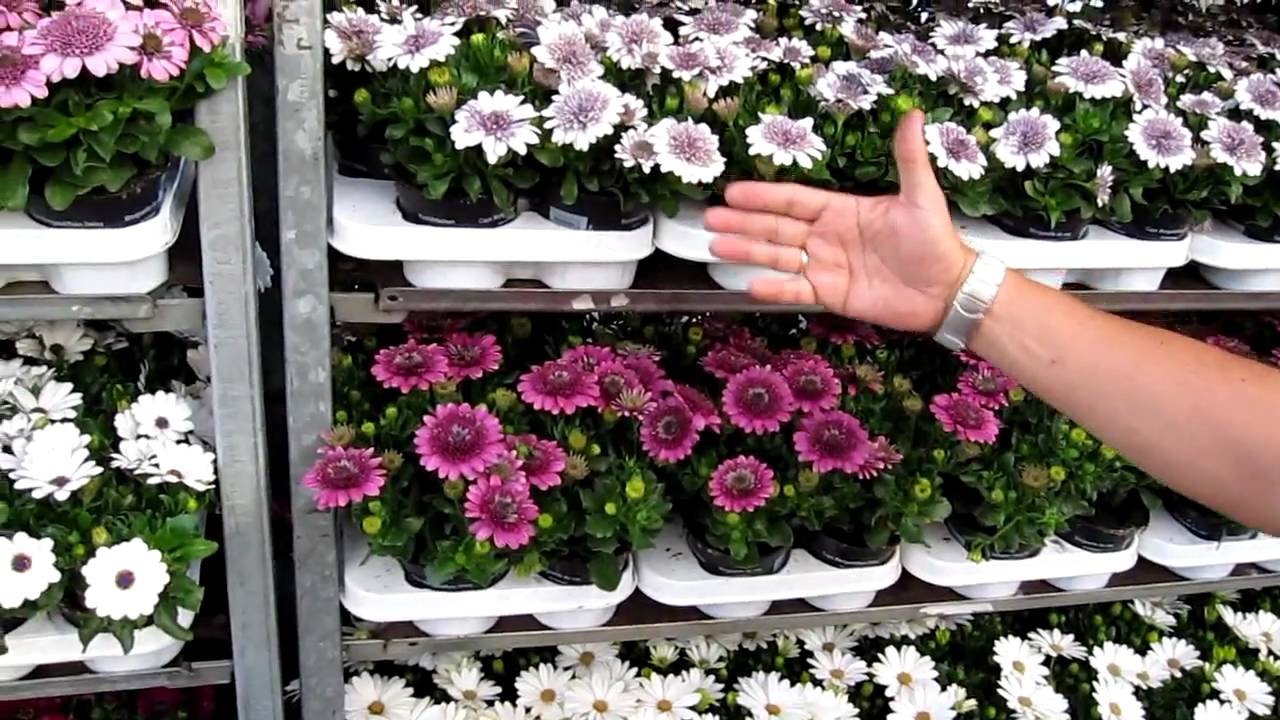 остеоспермум пикировка рассады. остеоспермум рассада. остеоспермум ростки. остеоспермум ампельный. остеоспермум пикировка.