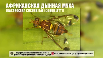 Африканская дынная муха (Bactrocera cucurbitae (Coquillett))