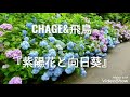CHAGE&amp;ASKA  『紫陽花と向日葵』 cover ゴーヤー(歌詞付き)