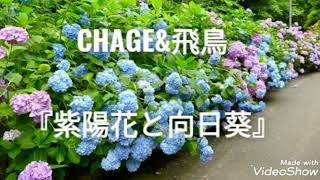 紫陽花と向日葵 歌詞 Chage And Aska ふりがな付 うたてん