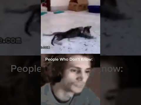 People who know about 3 girls and 1 cat #sad #cat #animalcreulty #gore #trending #shorts