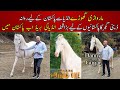 Marwari horses in pakistan  danny gujjar imported marwari horse breed  white marwari stallion