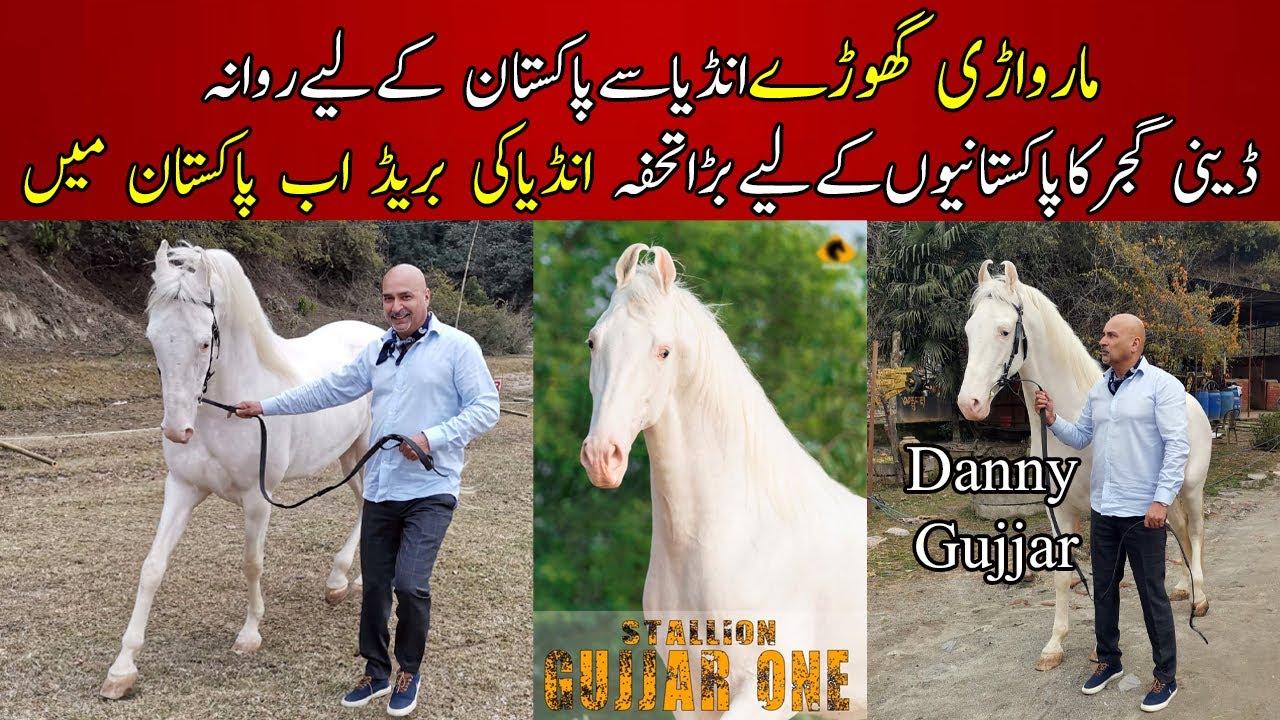 Marwari Horses in Pakistan Danny Gujjar Imported Marwari Horse breed