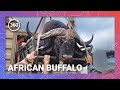 Unraveling the aggressive engima capturing cape buffalo for healthy herds