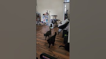 Cats react to laser #catshorts #cats #viral