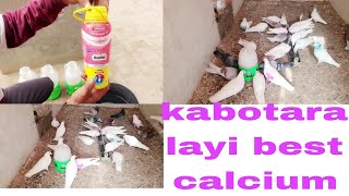 kabotara layi best calcium/ faridkot pigeon club 04/#short #status #punjab