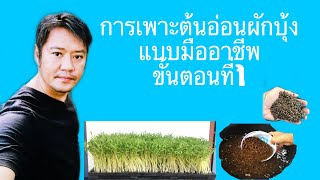 การเพาะต้นอ่อนผักบุ้งแบบมืออาชีพขั้นตอนที่1/10 By. บ้านพระพรต้นอ่อนผักบุ้ง081-0935999